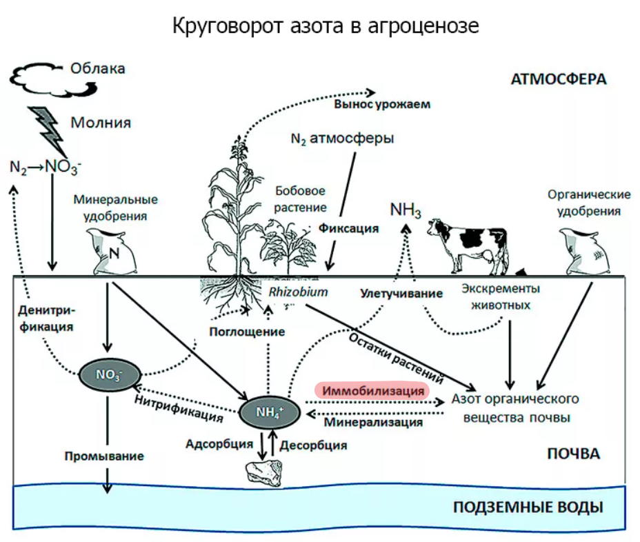 Соединения азота в почве. Схема биологического цикла азота. Круговорот азота в природе. Круговорот азота алгоритм. Круговорот веществ азота схема.