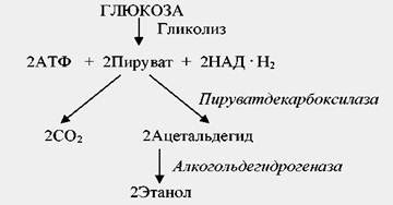 50. Общая характеристика процессов брожения. Пути сбраживания углеводов.