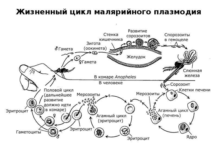 Жизненный цикл малярийного плазмодия схема. Стадии жизненного цикла малярийного плазмодия. Цикл развития плазмодия малярии схема. Цикл развития малярийного плазмолиза схема. Установите последовательность этапов полового