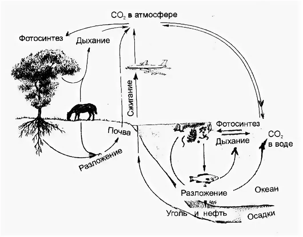 Этап круговорота углерода в биосфере. Биологический круговорот углерода схема. Круговорот углерода схема. Круговорот углерода в природе схема. Схема круговорот углеводода.