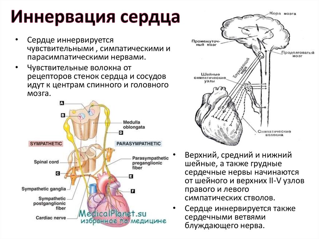 Строения сердца функции расположение границы кровоснабжение иннервация