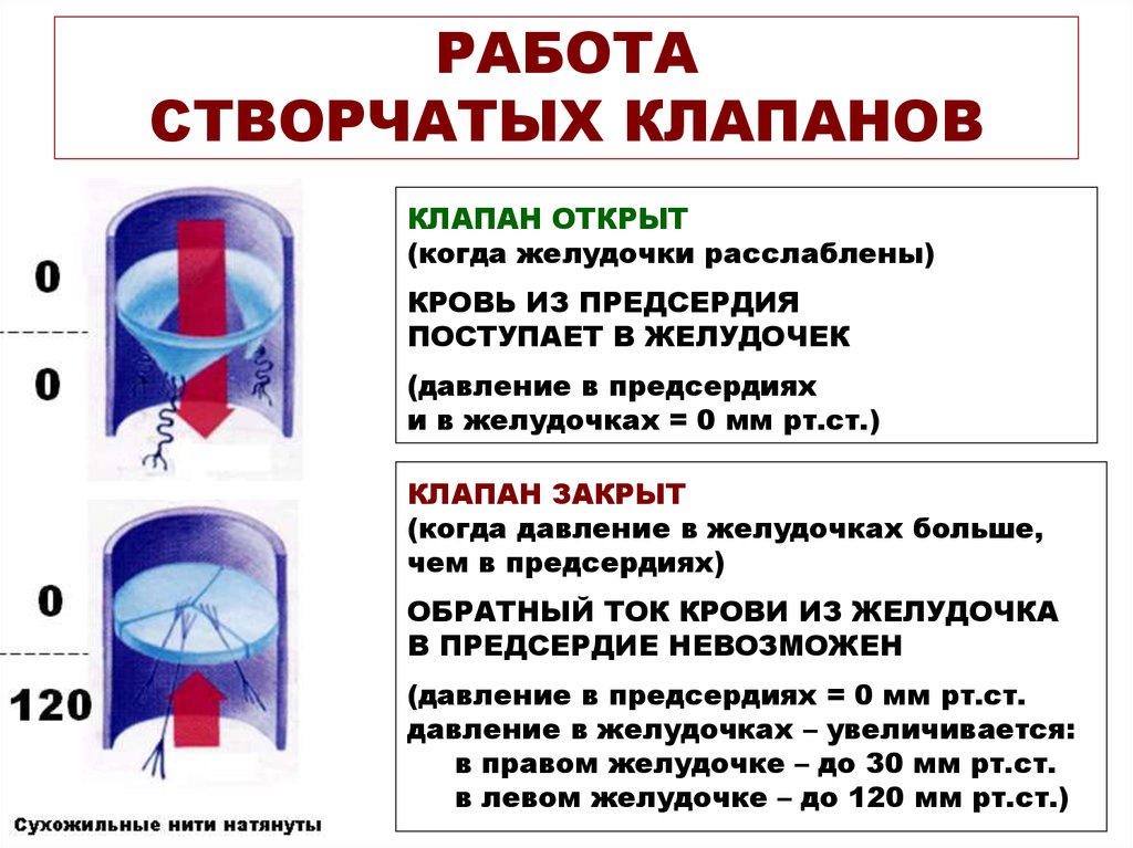 Створчатые клапаны где