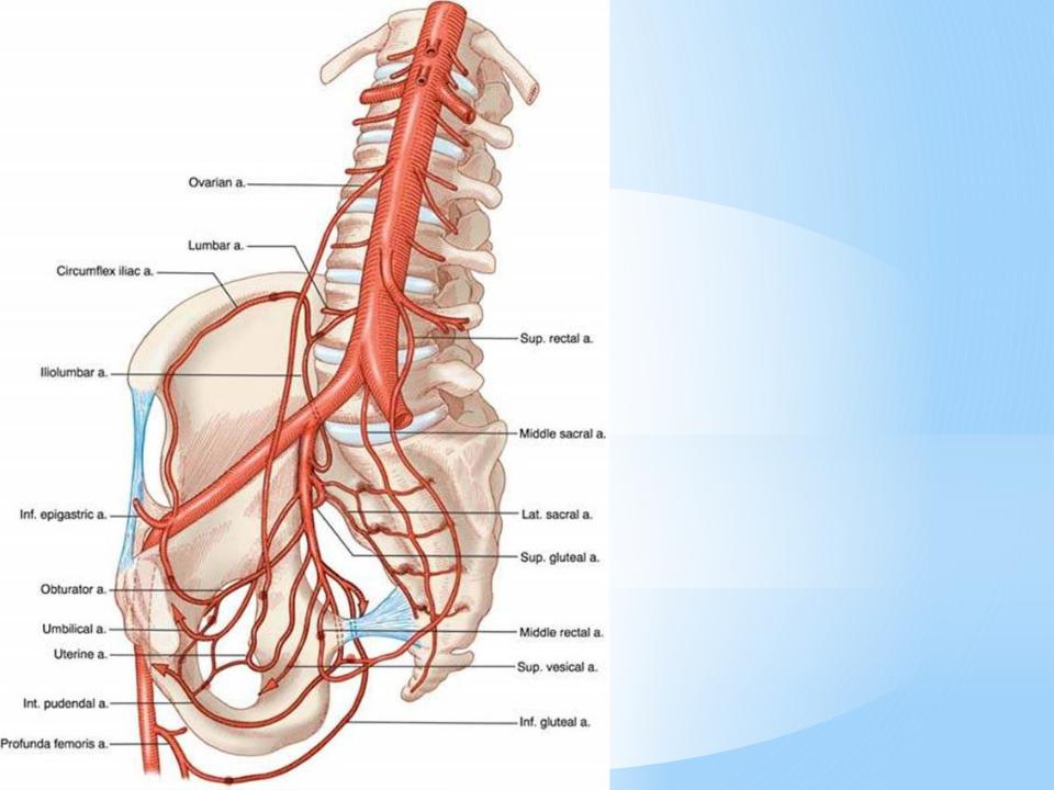 Правая подвздошная артерия. Висцеральные ветви подвздошной артерии. Внутренняя подвздошная артерия анатомия. Подвздошная артерия схема. Подвздошные артерии анатомия схема.