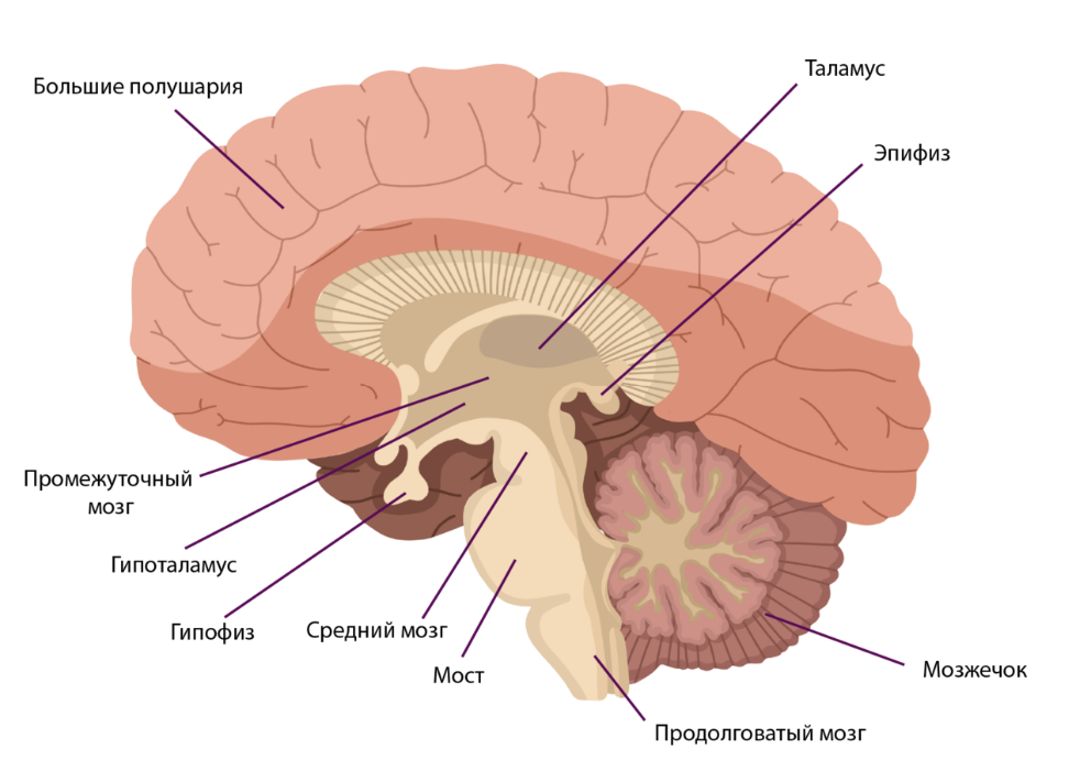 Большое полушарие мозолистое тело мост гипоталамус. Гипофиз гипоталамус шишковидная железа. Структура конечного мозга в головном мозге. Гипоталамус таламус гипофиз эпифиз. Продолговатый мозг,мост,средний мозг, мозжечок,промежуточный.