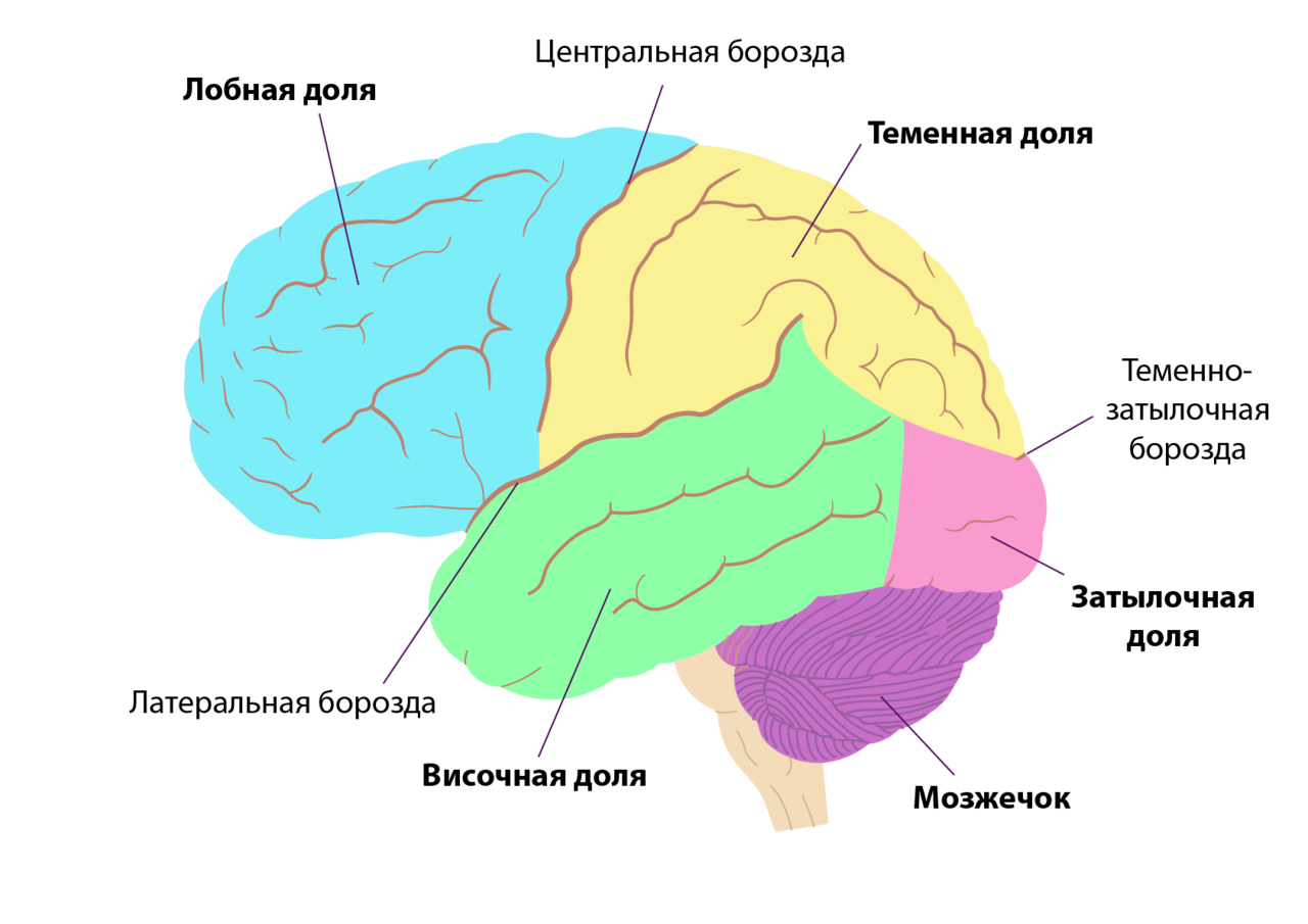 5 зон мозга. Доли и зоны коры больших полушарий головного мозга. Теменная и височная доли коры больших полушарий. Височные доли коры головного мозга анализатор. Затылочные зоны коры головного мозга.