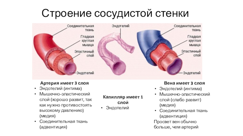 Общие закономерности строение и расположения кровеносных сосудов