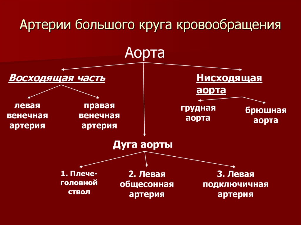 Схема большого круга кровообращения артерии с обозначениями