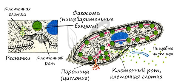Инфузория-туфелька