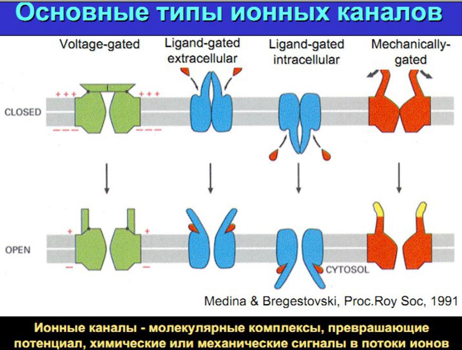 Ионный тип. Ионные каналы типы ионных каналов. Типы каналов в мембране. Мембранные ионные каналы. Схема классификации ионных каналов.