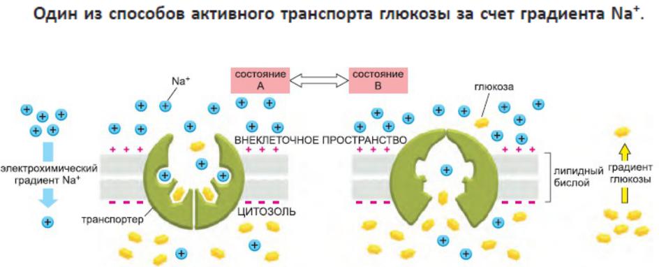Транспорт глюкозы в клетку схема