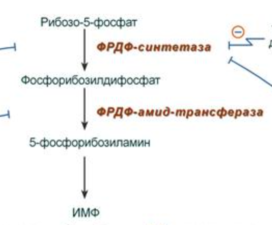 20. Біосинтез пуринових нуклеотидів: схема реакцій синтезу імф ...