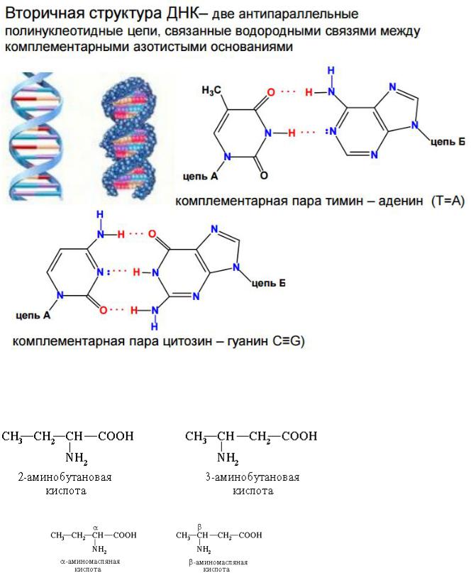 Нуклеотидное строение характерно для. Аминокислоты и нуклеотидные пары. В составе ДНК свинины. Гуанин и цитозин водородные связи