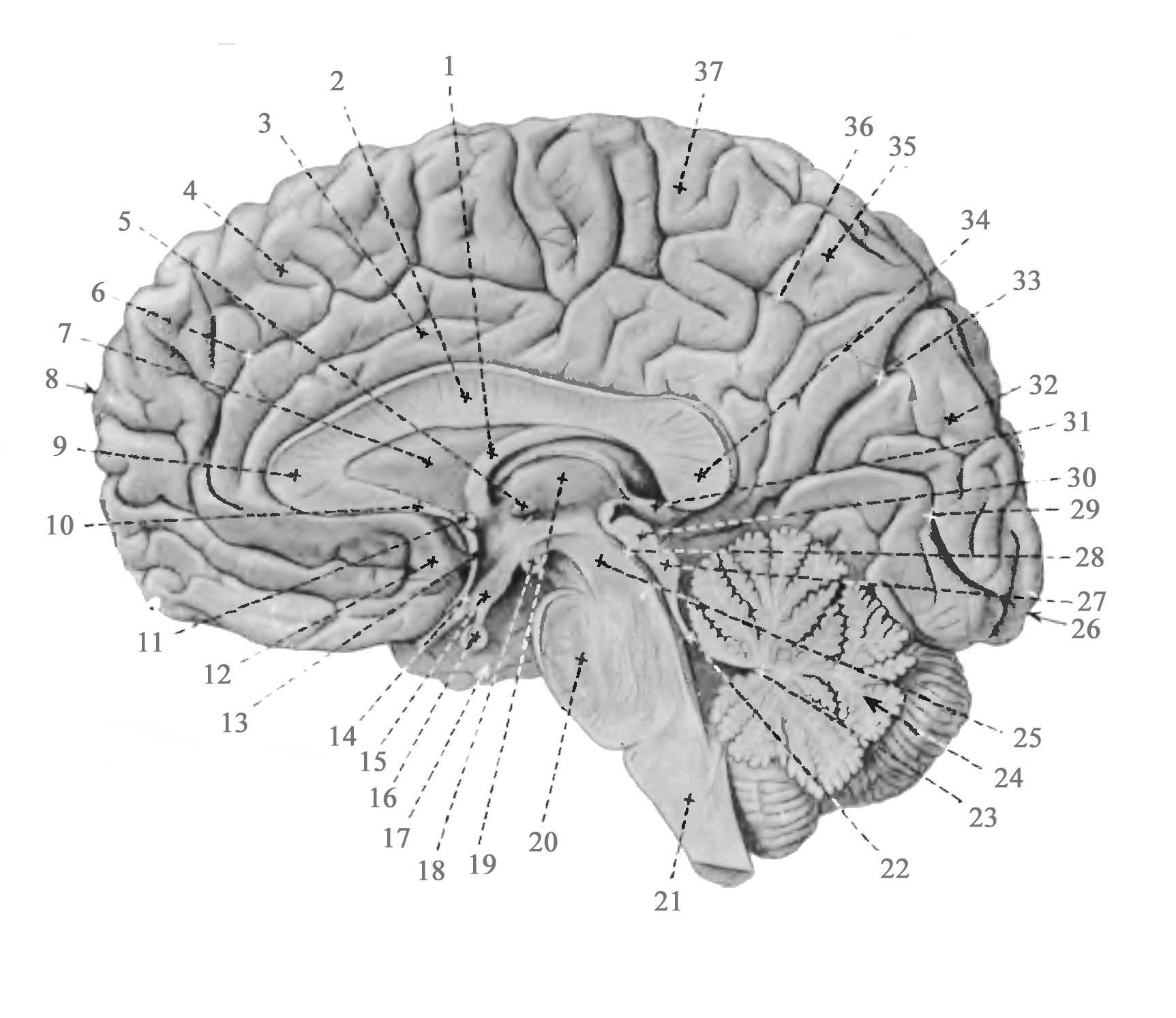 Медиальная поверхность мозга. Сагиттальный разрез мозга анатомия. Срединный Сагиттальный срез головного мозга. Медиальный разрез головного мозга. Медиальная поверхность головного мозга Сагиттальный разрез мозга.