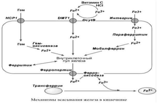 80. Обмен железа: всасывание, транспорт, депонирование, регуляция, Роль ...