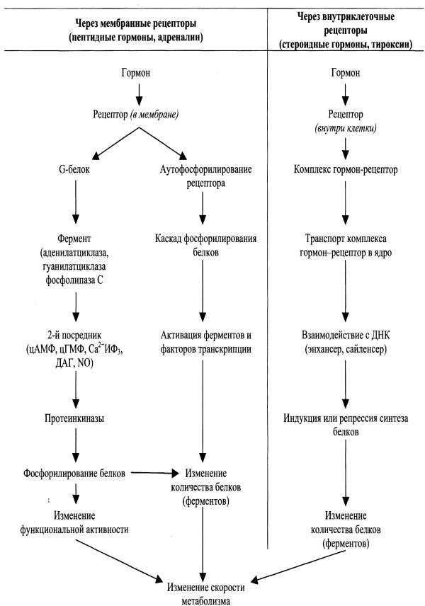 Либерины, статины, тропные гормоны гипофиза.