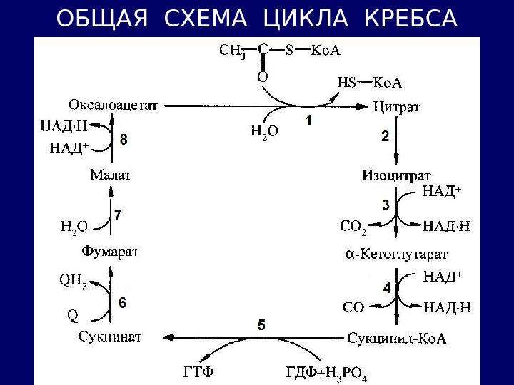 Цитратный цикл. Цикл гликолиза. Схема гликолиза биохимия. Изоцитрат в сукцинат. Цикл кори.