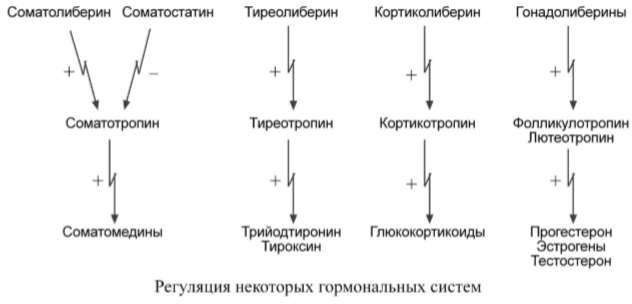 Либерины, статины, тропные гормоны гипофиза.