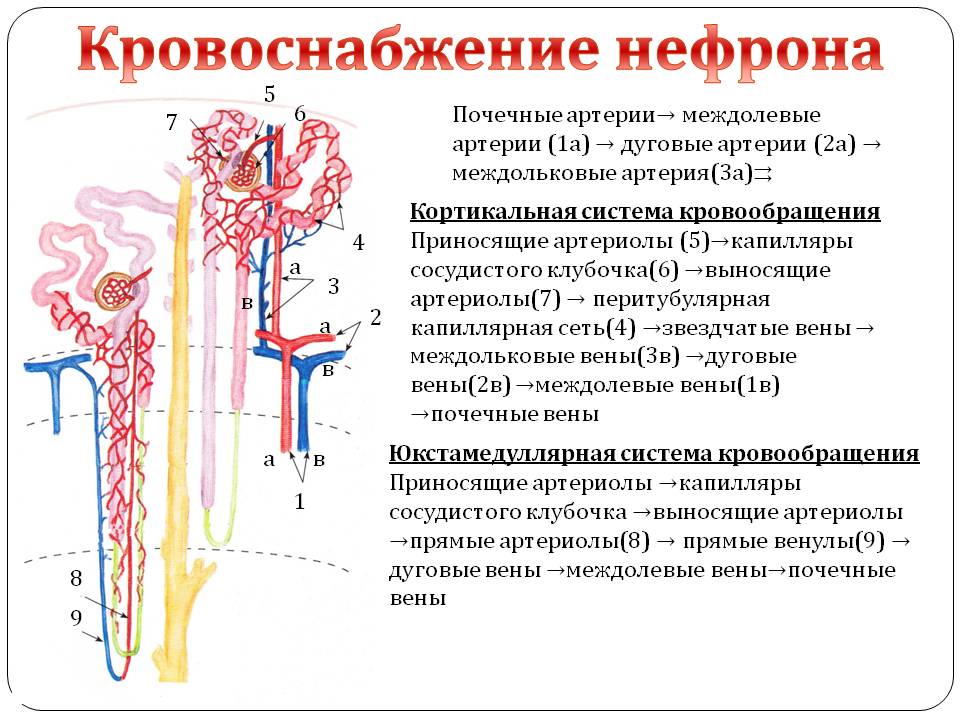 Какие капилляры в почках. Кровоснабжение нефрона гистология. Кровоснабжение нефрона физиология. Система кровоснабжения почки. Схема строения и кровоснабжения нефрона.