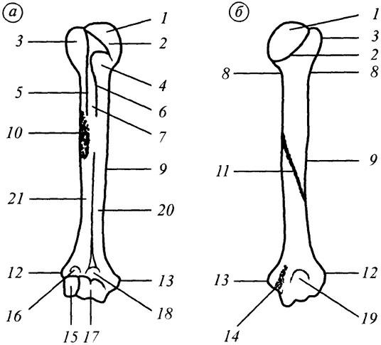 Дистальный эпифиз лучевой кости. Эпифиз плечевой кости. Диафиза плечевой кости. Проксимальный отдел плечевой кости.
