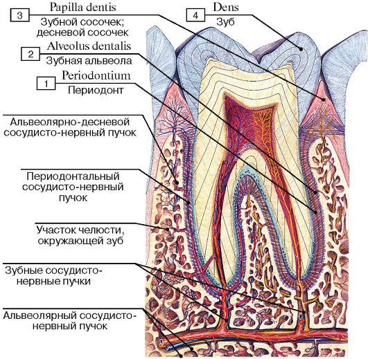 Зубная стенка