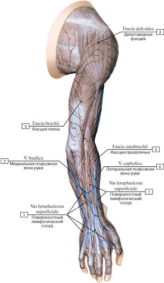 Глубокий лимфатический сосуд. Лимфатические сосуды верхней конечности. Поверхностные лимфатические сосуды верхней конечности. Лимфатические сосуды кожи. Лимфатические сосуды ног.