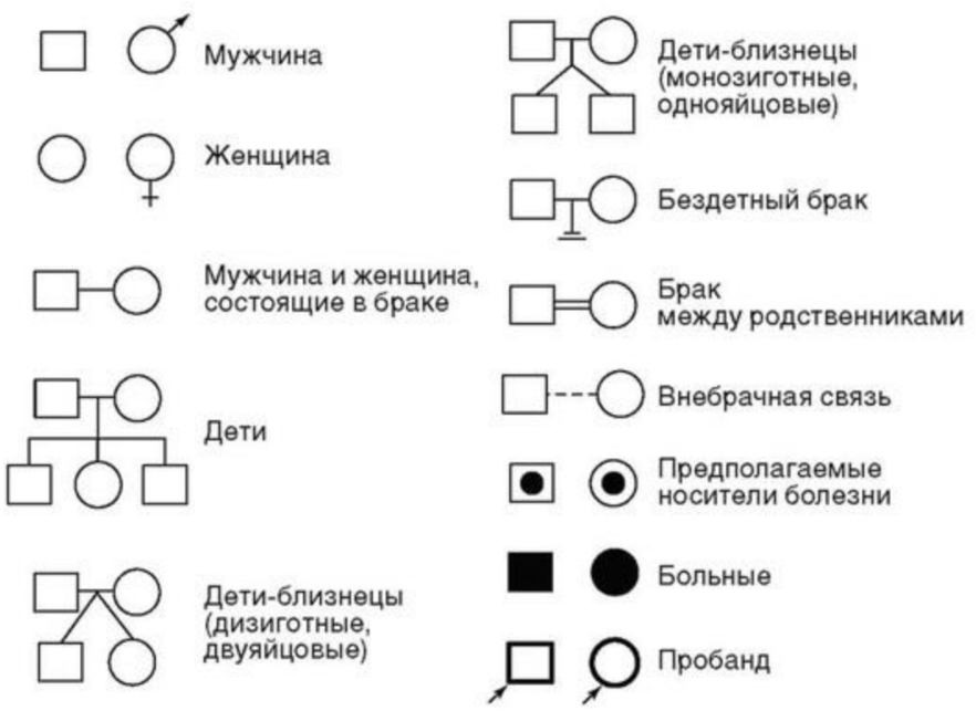Условные обозначения в генеалогическом древе