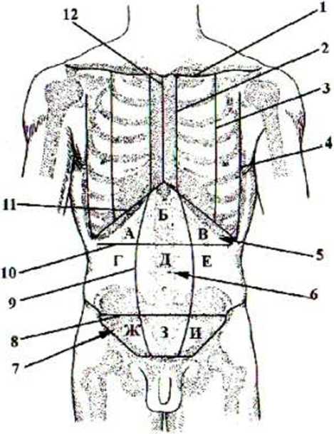 Области живота 12. Ладьевидная область живота. Анатомические ориентиры живота. Топография тела. Естественные анатомические ориентиры.