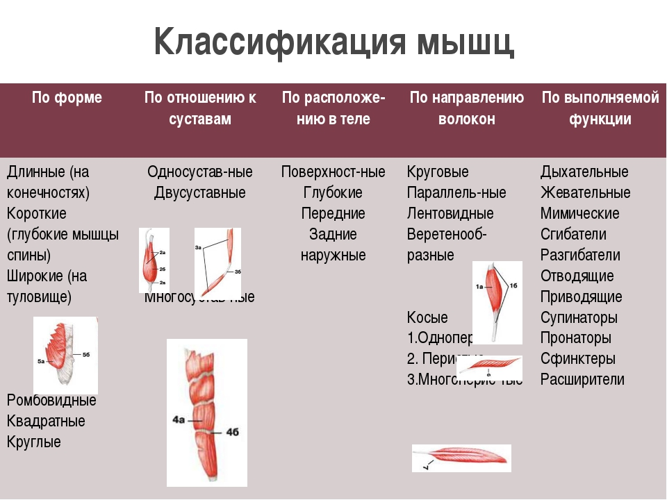 Главная функция мышцы. Классификация мышц строение формы функции. Функциональная классификация мышц. Классификация скелетных мышц по форме, строению, расположению. Классификация мышц по направлению мышечных волокон.
