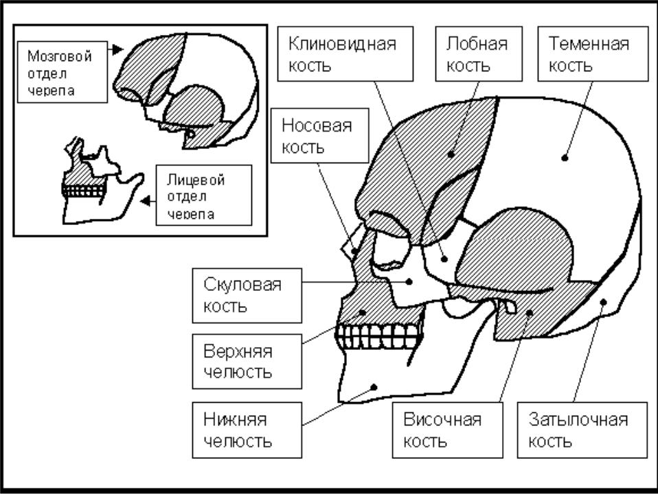 Кости мозгового черепа строение. Кости мозгового отдела черепа. Строение костей черепа клиновидной височной затылочной решетчатой. Мозговой отдел и лицевой отдел черепа. Череп лицевой и мозговой отделы схема.