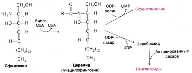 N 5 n 3 схема реакции