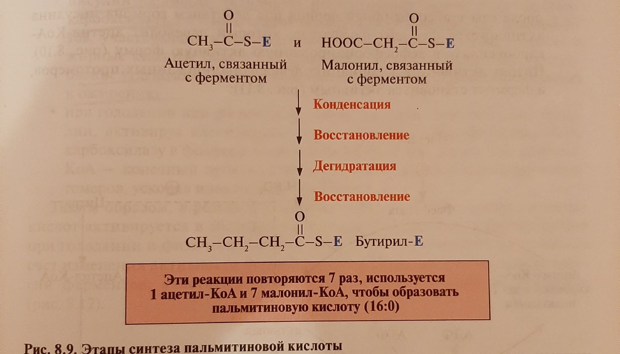 Синтез пальмитиновой кислоты
