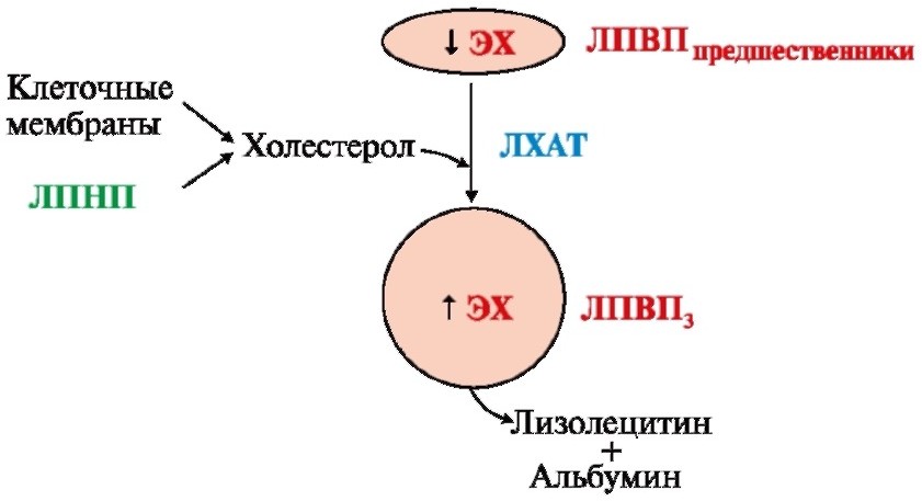 38. Липопротеины выской плотности (лпвп): образование, состав, функции ...