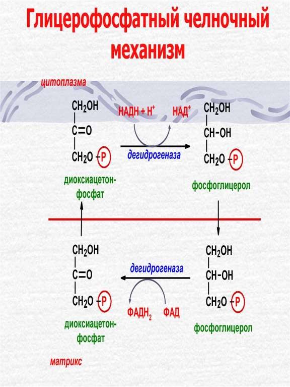 Глицерофосфатный челночный механизм