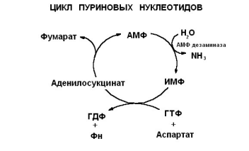 Пуриновыми нуклеотидами являются. Пуриновый цикл. Цикл ИМФ биохимия.
