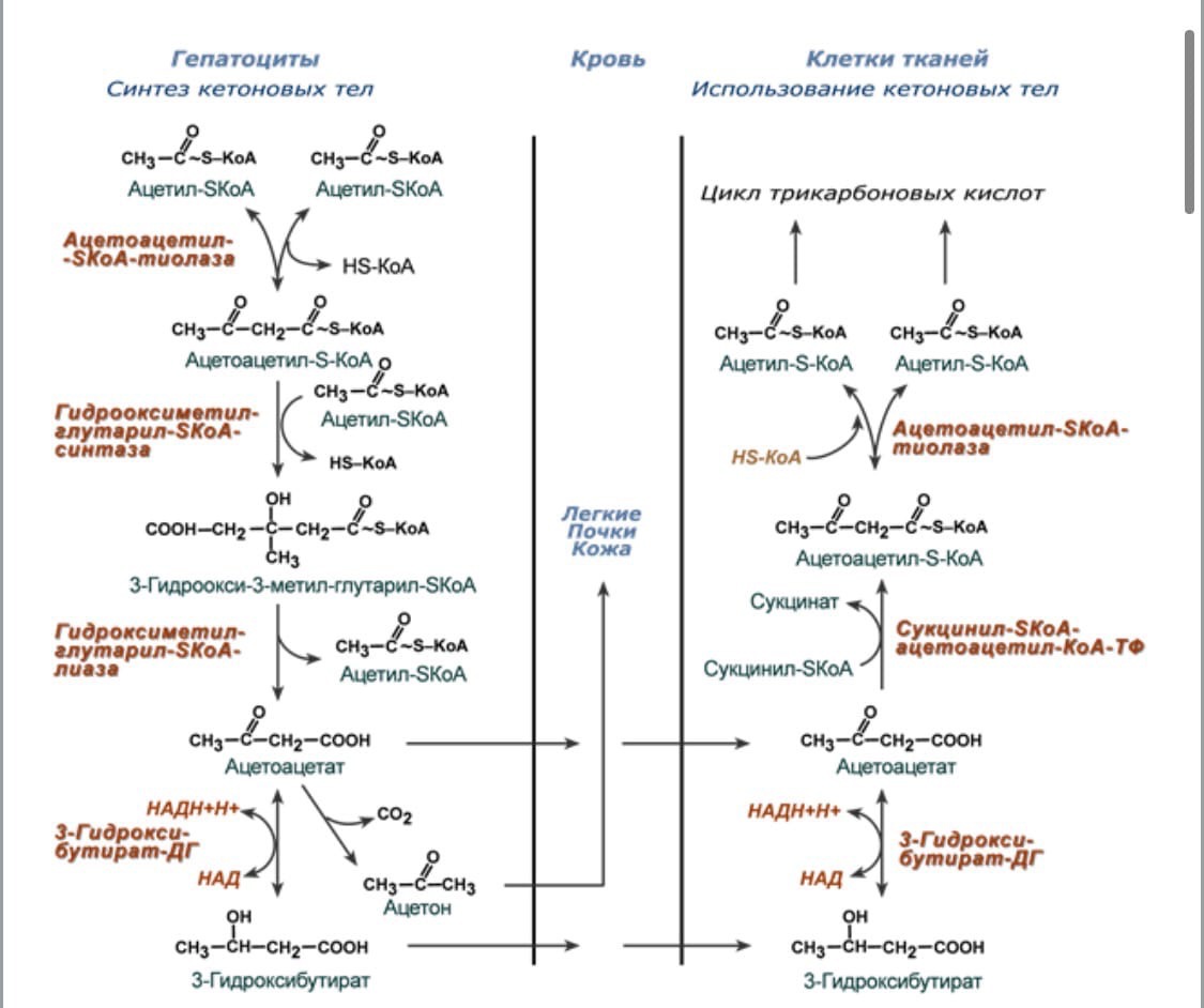Последовательность реакций биосинтеза. Гидроксибутират. Ацетоацетат. Кетогенез. Какие органы не могут использовать для энергии ацетоацетат.