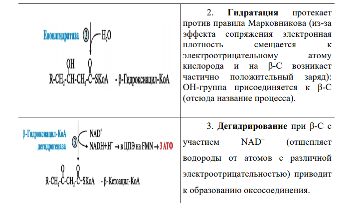 Ресинтез триацилглицеринов в кишечной стенке и синтез их в тканях физиологическое значение