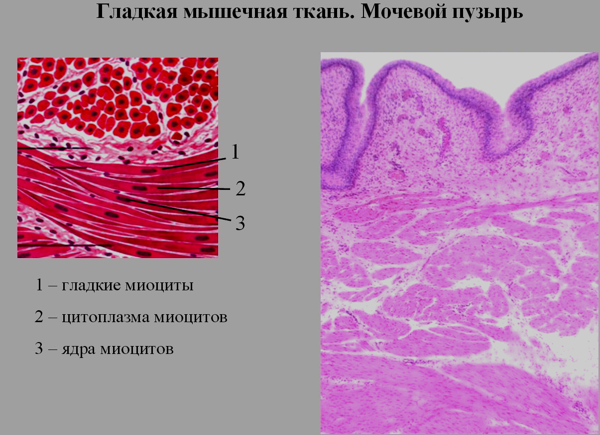 Гладкая мышечная ткань препарат