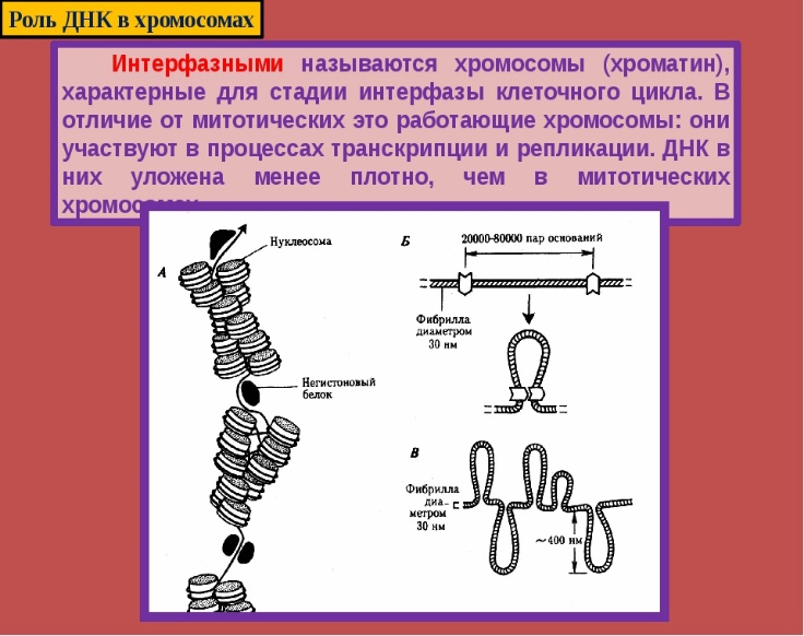 23 хромосомы у человека в клетках. Строение интерфазных хромосом. Строение интерфазной хромосомы. Хромосома схема. Хромосомы строение и функции.