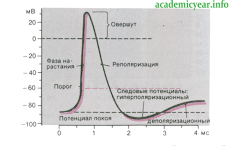 Реполяризация пд. График потенциала действия нервного волокна. График потенциала действия скелетного мышечного волокна. Деполяризация и реполяризация мембраны. Потенциал действия скелетной мышцы.