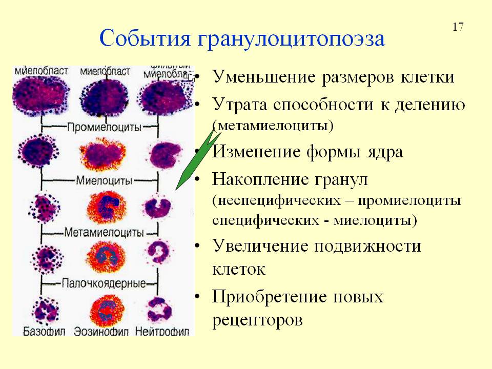 Схема нейтрофильного гранулоцитопоэза. Гемопоэз промиелоциты. Т клетки образуются