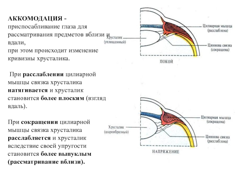 Ресничная мышца глаза функции. Хрусталик цинновы связки. Строение цилиарной мышцы глаза. Цилиарная и Ресничная мышца. Циннова связка и цилиарная мышца.