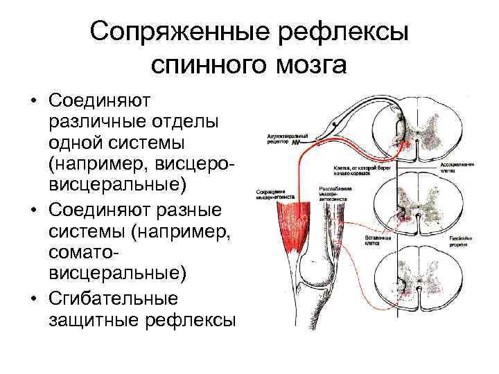 Функции рефлекторного центра. Рефлексы спинного мозга таблица физиология. Сопряженные рефлексы системы дыхания. Сопряженные рефлексы дыхательной системы. Защитный сгибательный рефлекс физиология.