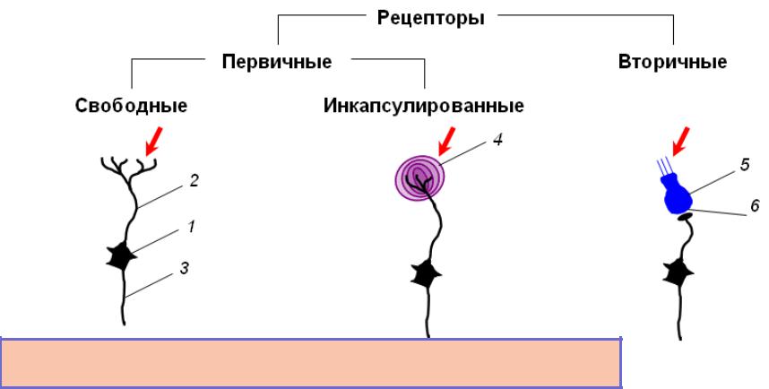 Б рецепторы. Сенсорные рецепторы строение. Схема строения рецептора. Классификация сенсорных рецепторов схема. Хеморецепторы это рецепторы физиология.