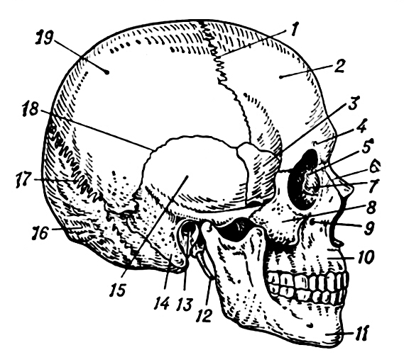 В правом черепе. Строение костей черепа человека. Строение черепа человека вид сбоку.
