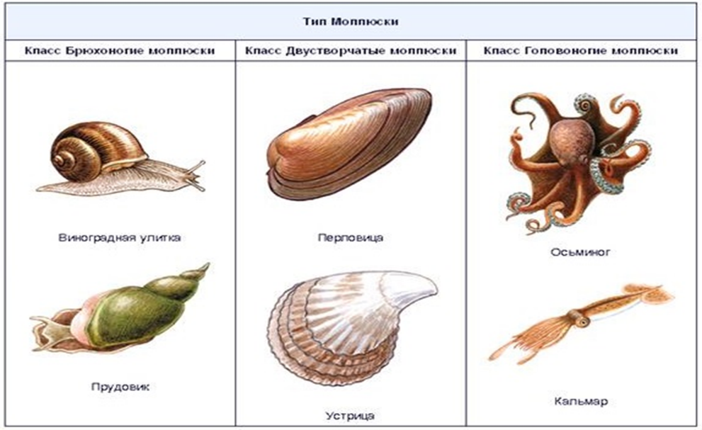Моллюски основные представители. Тип моллюски брюхоногие двустворчатые головоногие. Моллюски биология 7 класс. Тип моллюски. Класс брюхоногие и класс двустворчатые.