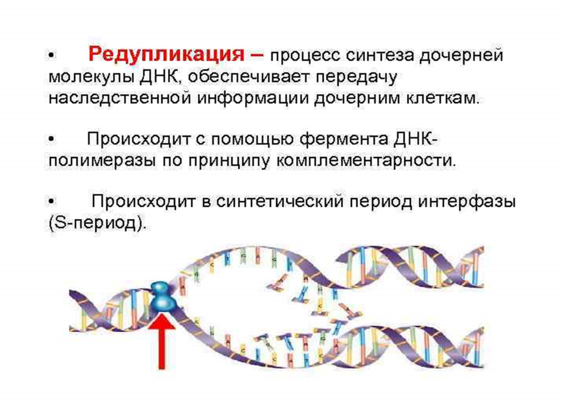 Схема репликации молекулы ДНК. Этапы репликации молекулы ДНК. Репликация удвоение ДНК. Схема репликации молекулы ДНК по биологии. Значение молекул днк