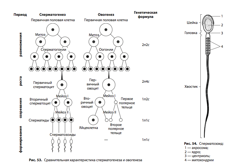Различия в строении половых клеток. Схема основных этапов сперматогенеза и овогенеза. Фазы сперматогенеза схема. Гаметогенез сперматозоиды. Образование половых клеток схема сперматогенез.