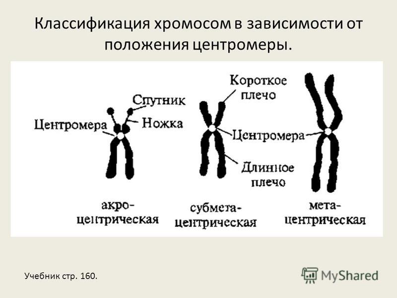Хромосом группы d. Классификация хромосом по расположению центромеры. Схема классификация хромосом по расположению центромеры. Хромосомы человека строение и классификация. Классификация хромосом в зависимости от расположения центромеры..