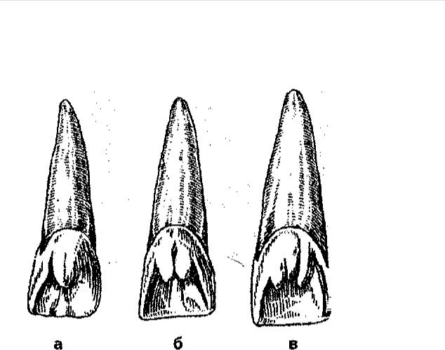 Клыки поверхность зуба. Центральный медиальный резец верхней челюсти. Верхний медиальный резец анатомия. Резцы анатомия зубов.