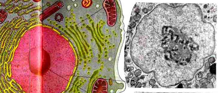 Состоит из многоядерных клеток. Многоядерная клетка гриба. Клетка миниатюрная биосистема. Клетки имеющие два ядра